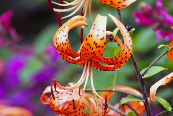 Botanischer Garten Hamburg - Sehenswürdigkeiten Hamburg