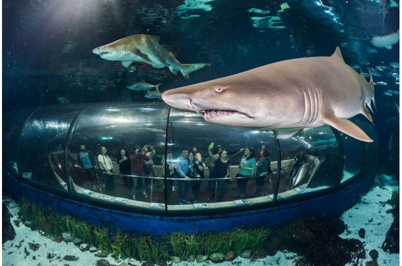 Barcelona Aquarium Eintritt